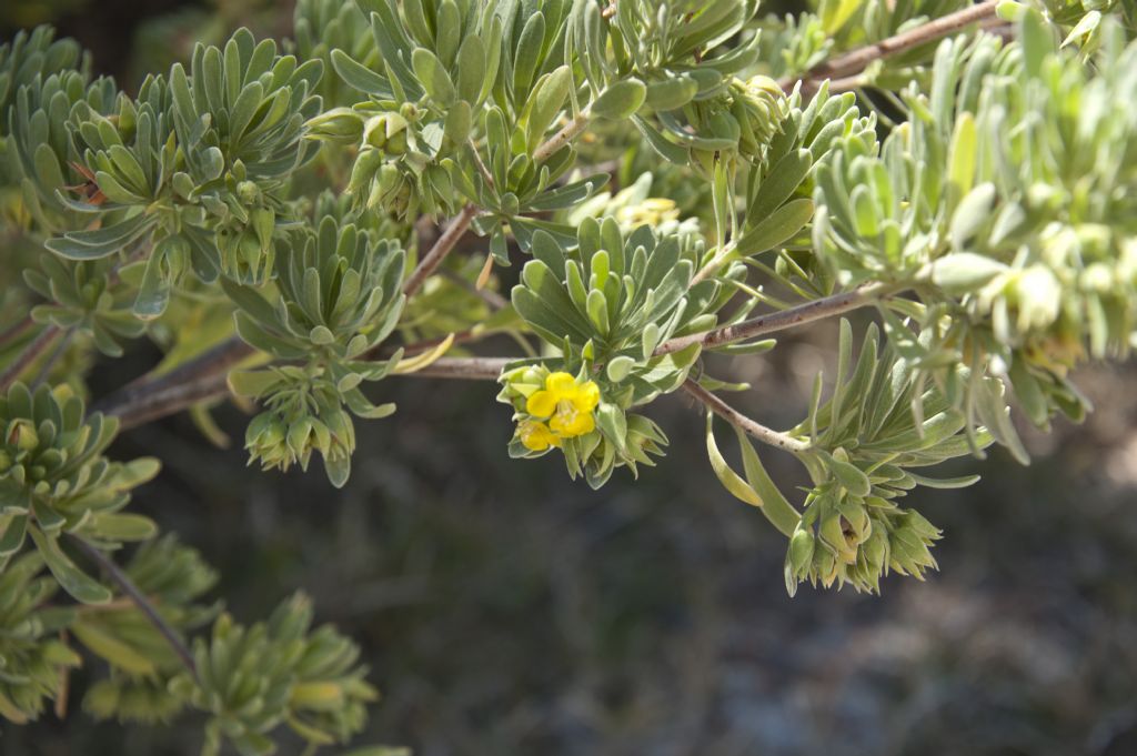 Suriana maritima (Surianaceae)  - Mauritius